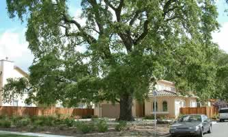 The mature Oak tree is out of scale with the residential site.