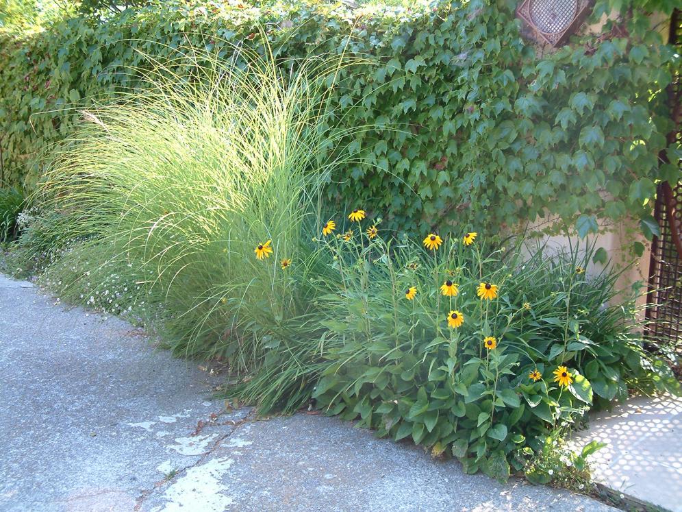 Ornamental Grass Garden2