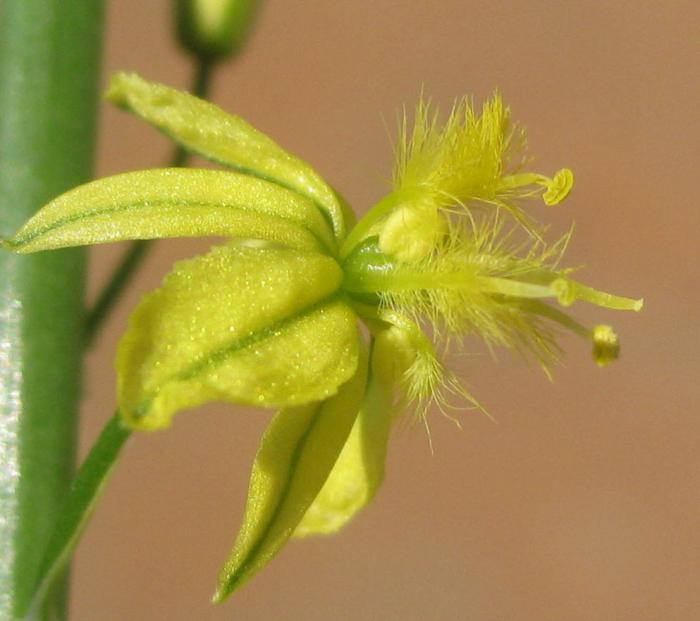 Plant photo of: Bulbine frutescens 'Yellow'