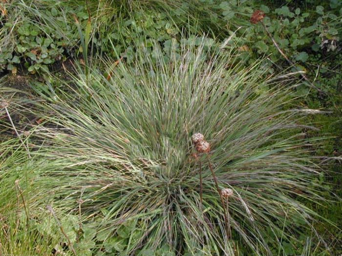 Plant photo of: Calamagrostis foliosa
