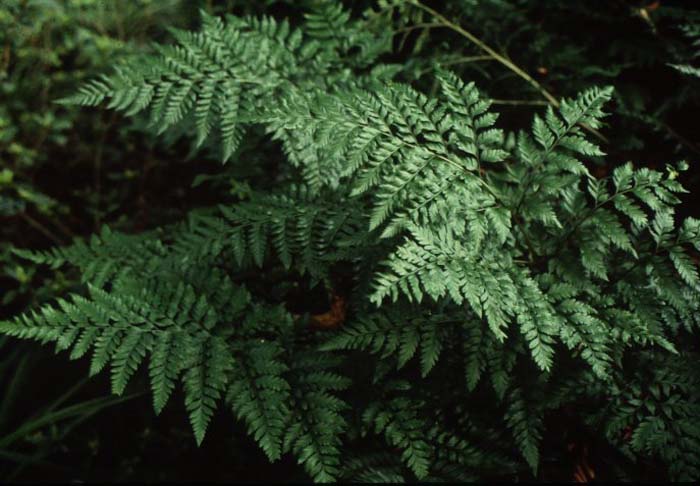 Plant photo of: Rumohra adiantiformis