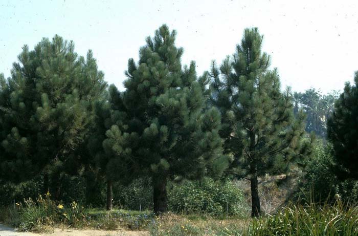 Coulter Pine, Bigcone Pine