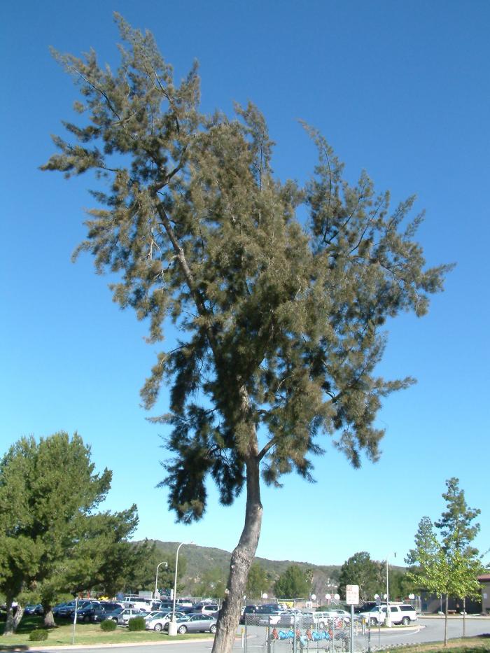 Plant photo of: Casuarina cunninghamiana