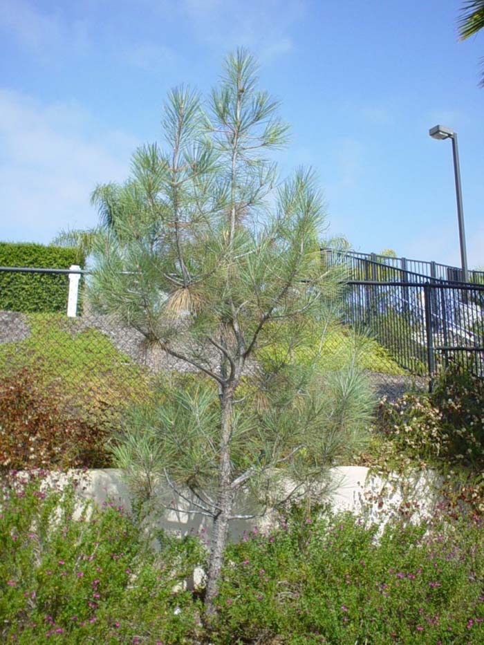 Foothill, Gray or Digger Pine
