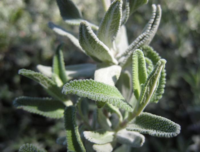 Plant photo of: Salvia clevelandii 'Aromas'