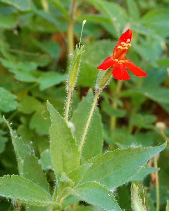 Plant photo of: Mimulus cardinalis