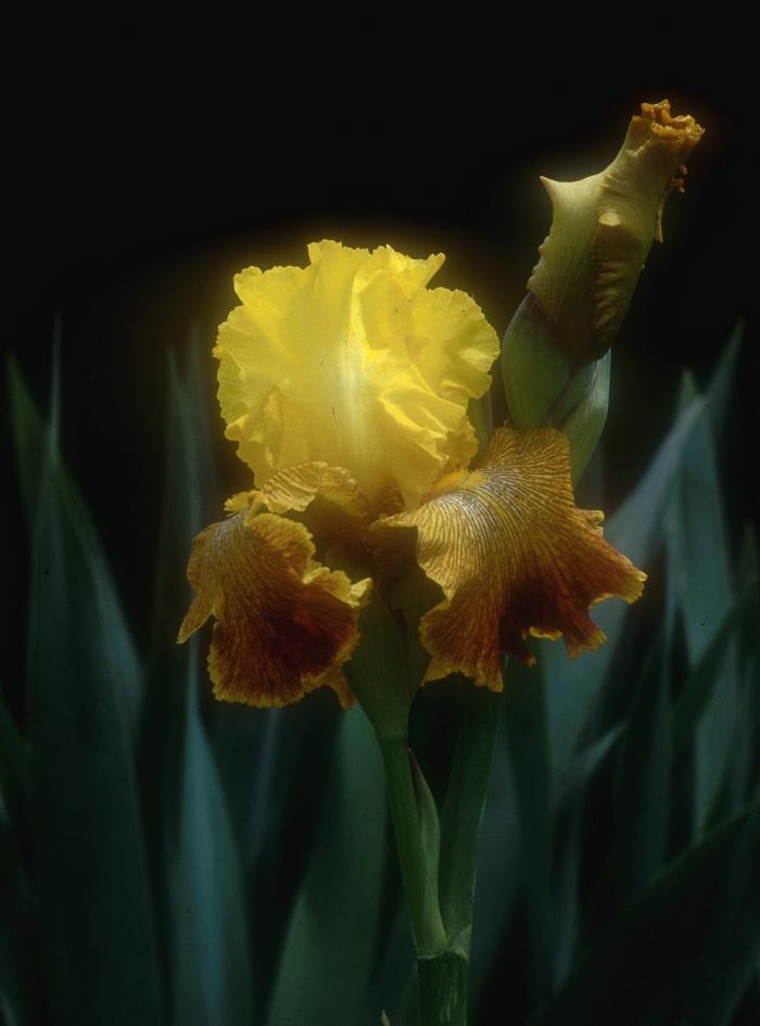 Plant photo of: Iris bearded 'All That Jazz'