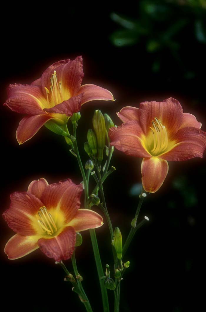 Terra Cotta Baby Day Lily