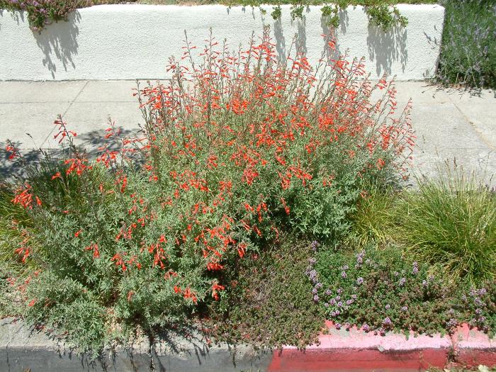 Plant photo of: Zauschneria californica