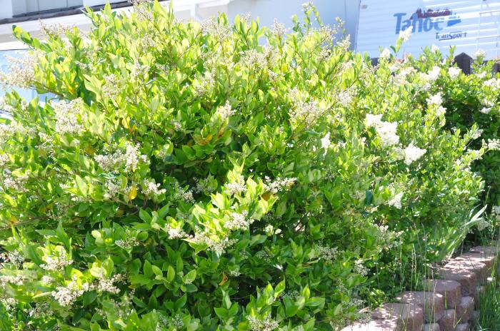 Plant photo of: Ligustrum japonicum