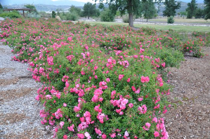 Rosa Ground Cover varieties