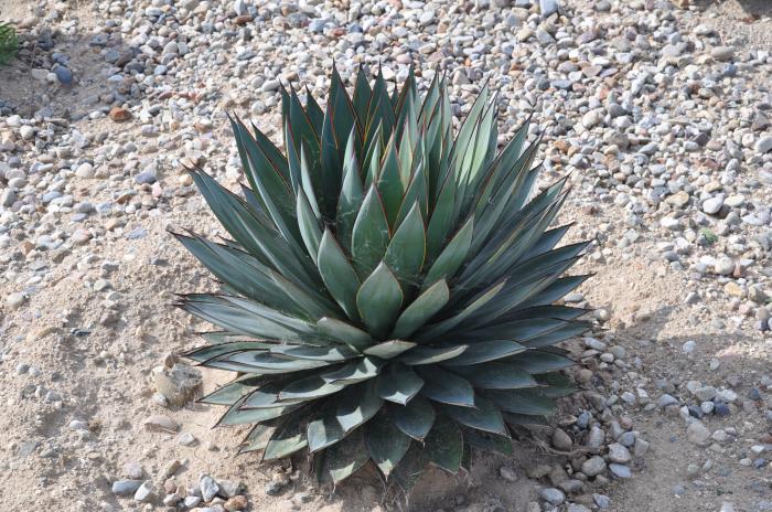 Plant photo of: Agave 'Blue Glow'