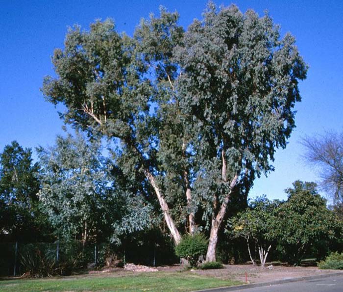 Plant photo of: Eucalyptus polyanthemos
