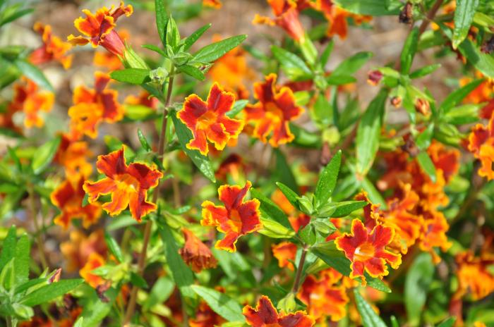 Plant photo of: Mimulus 'Fiesta Marigold'