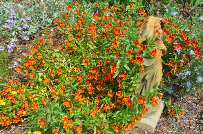 Plant photo of: Mimulus 'Fiesta Marigold'