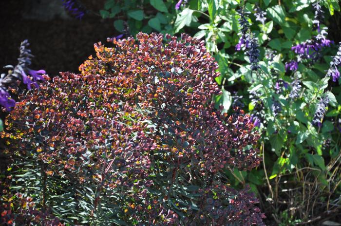 Plant photo of: Euphorbia 'Blackbird'