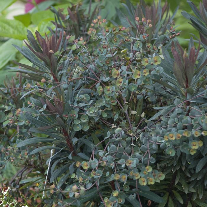 Plant photo of: Euphorbia 'Blackbird'