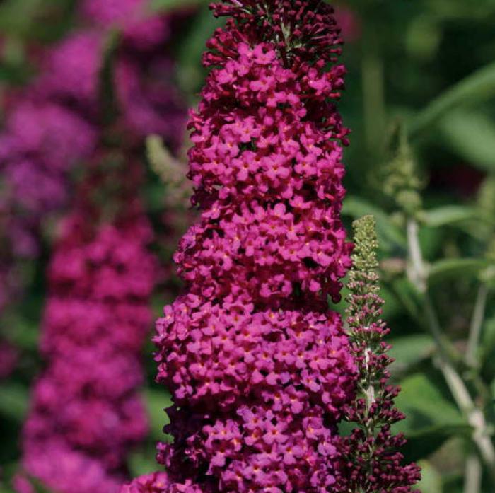 Plant photo of: Buddleia 'Miss Molly'