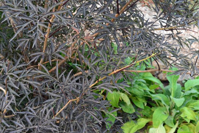 Plant photo of: Sambucus nigra 'Black Lace'
