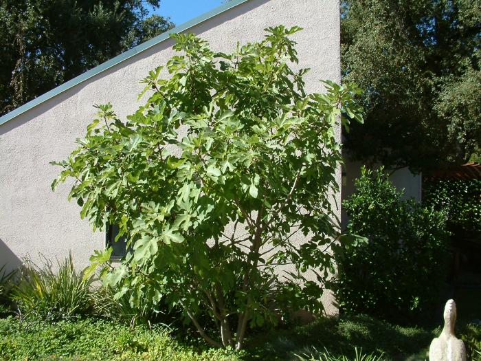 Plant photo of: Ficus carica 'Black Mission'