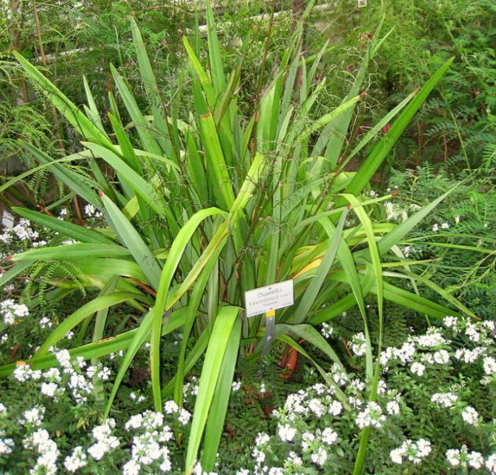 Plant photo of: Dianella tasmanica