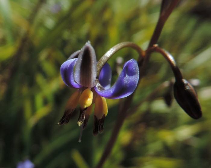 Plant photo of: Dianella tasmanica