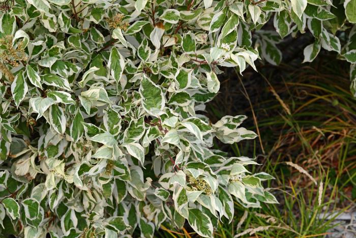 Plant photo of: Euonymus fortunei 'Emerald Gaiety'