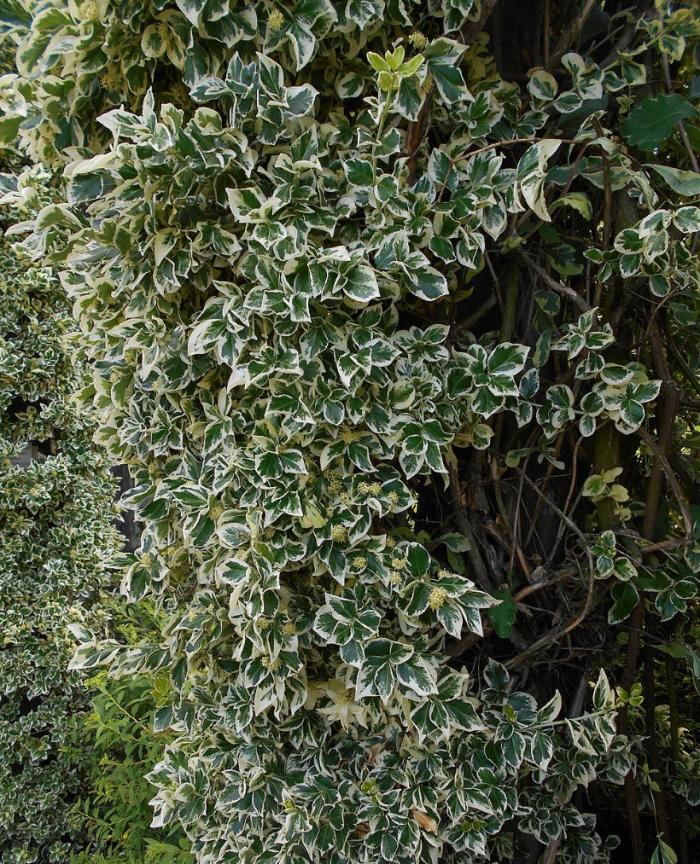 Plant photo of: Euonymus fortunei 'Emerald Gaiety'