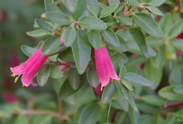 Plant photo of: Correa 'Dusky Bells'
