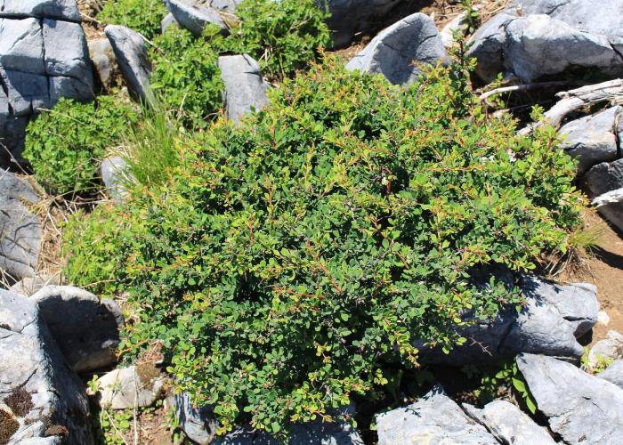 Japanese Barberry, Gold Barberry