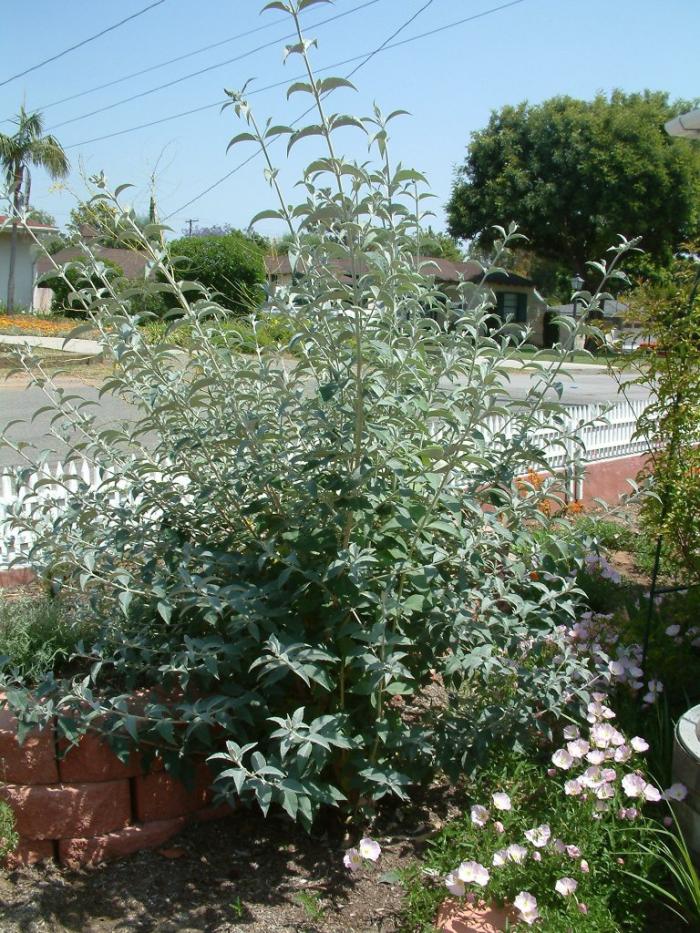 Plant photo of: Buddleja davidii