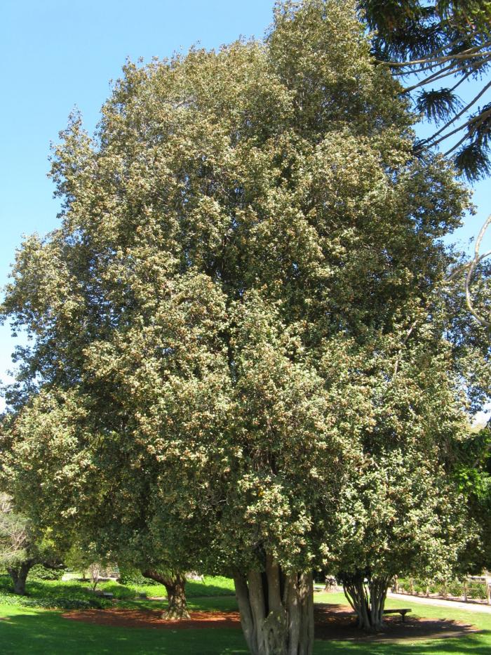 Plant photo of: Lagunaria patersonii
