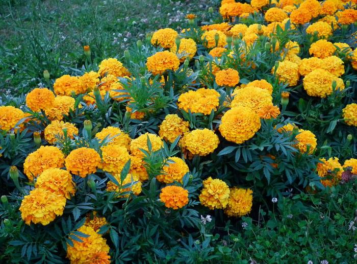 American or African Marigold