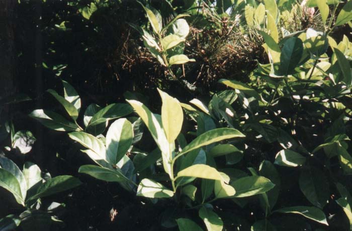 Viburnum japonicum