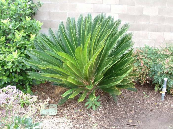 Plant photo of: Cycas revoluta