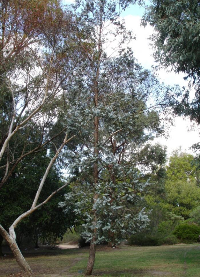 Plant photo of: Eucalyptus cinerea
