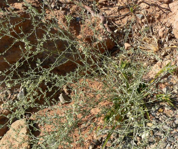 Artemisia ludoviana
