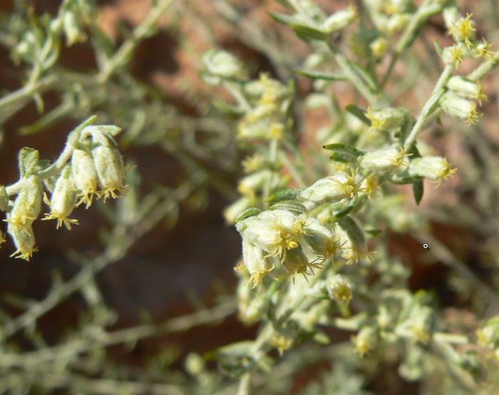 Plant photo of: Artemisia ludoviana