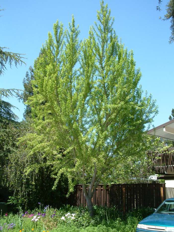 Ginkgo Tree, Maidenhair Tree