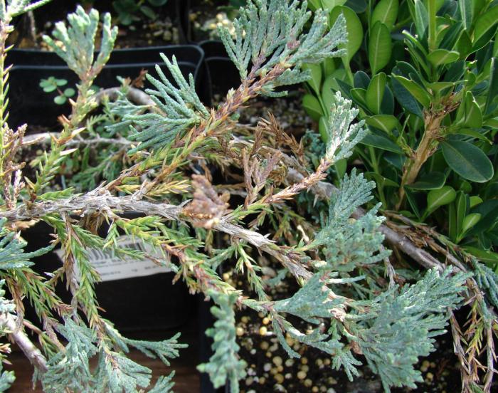 Plant photo of: Juniperus chinensis 'Blue Point'