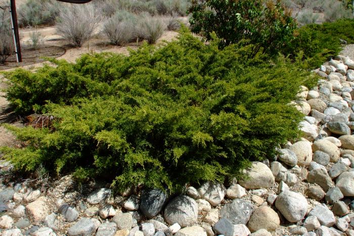 Plant photo of: Juniperus sabina 'Arcadia'