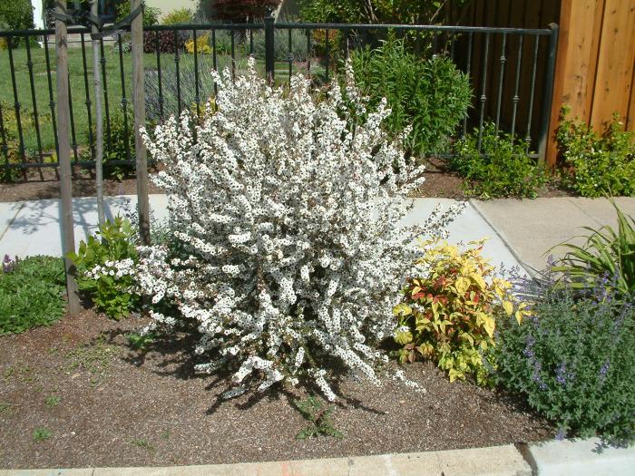 Leptospermum scoparium 'Snow White'
