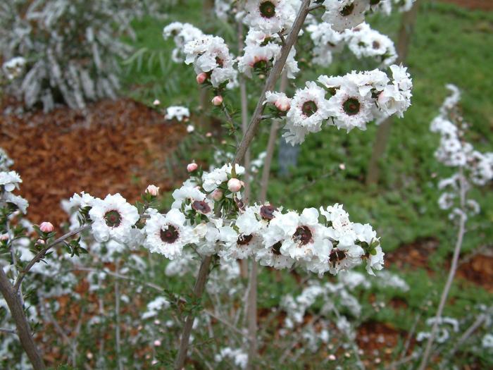 Plant photo of: Leptospermum scoparium 'Snow White'