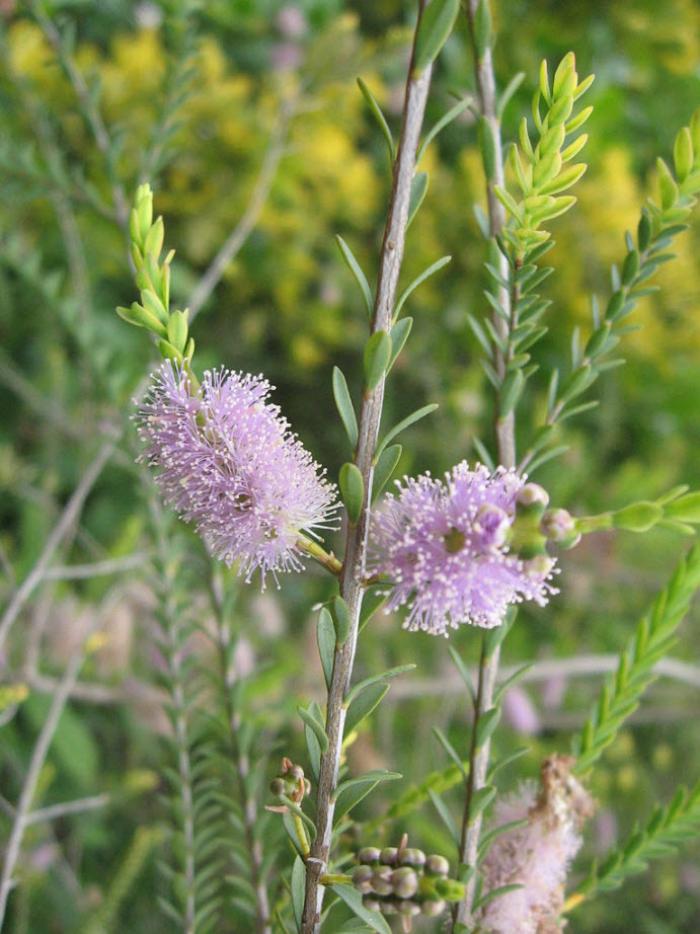 Plant photo of: Melaleuca decussata