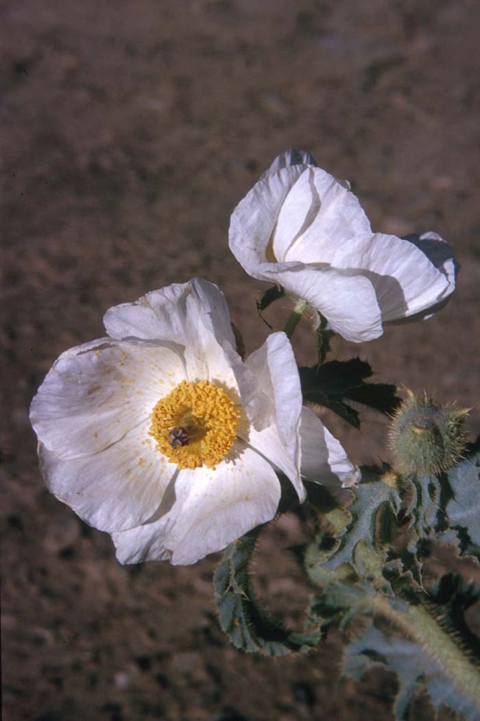 Plant photo of: Argemone munita