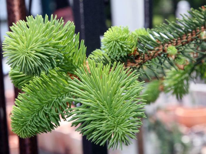 Plant photo of: Picea abies 'Pendula'