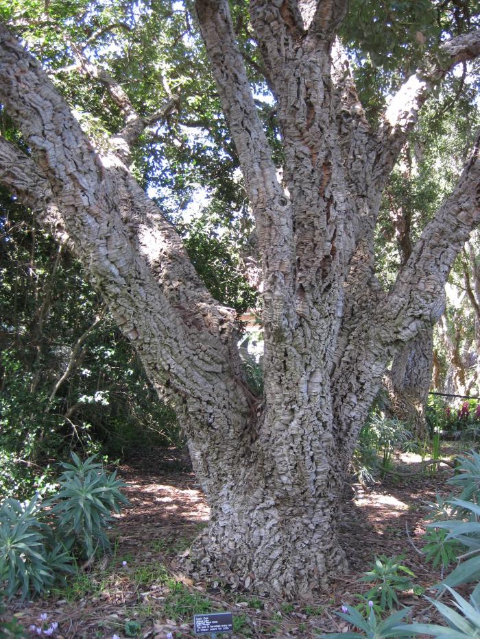 Plant photo of: Quercus suber