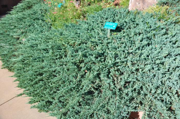 Plant photo of: Juniperus horizontalis 'Blue Chip'