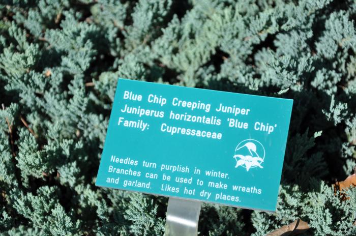 Plant photo of: Juniperus horizontalis 'Blue Chip'