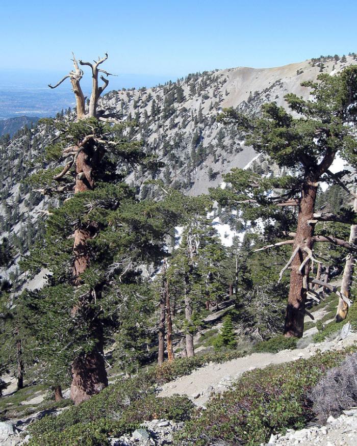 Plant photo of: Pinus flexilis